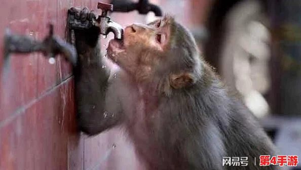 二人生猴子全程不盖被子看点:惊险刺激,笑料百出,引人入胜 二人生猴子全程不盖被子看点:惊险刺激,笑料百出,引人入胜