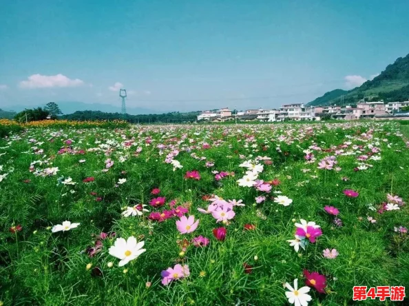 www野花：感受自然之美，畅游在五彩斑斓的花海中
