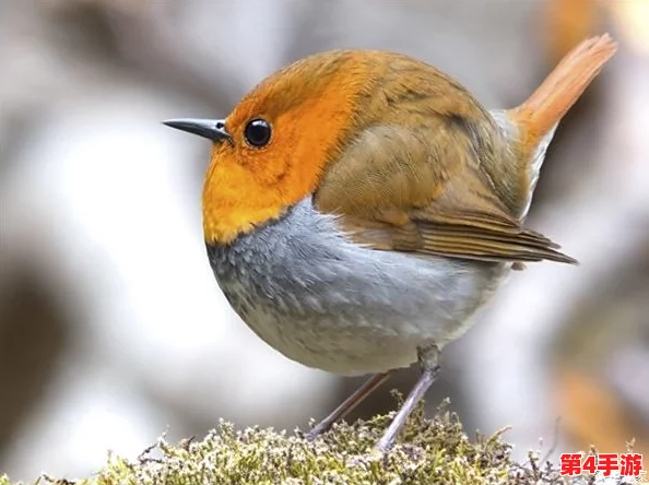 知更鸟翻白眼流眼泪流口水:众网友热议其可爱表情,纷纷表示“太真实了,直击心灵” 知更鸟翻白眼流眼泪流口水:众网友热议其可爱表情,纷纷表示“太真实了,直击心灵”