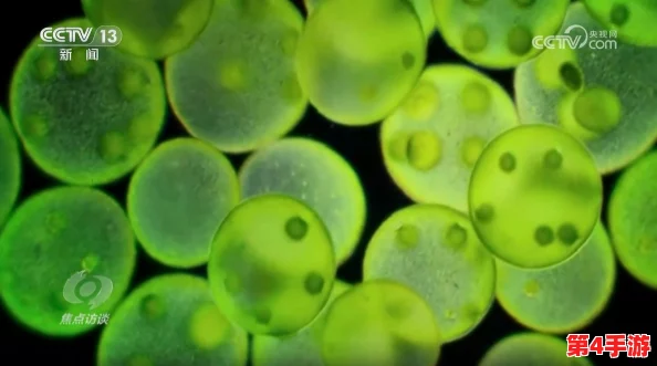 《护核纪元》生态探索:揭秘植物食材的奇异效能与对抗辐射的独特贡献 《护核纪元》生态探索:揭秘植物食材的奇异效能与对抗辐射的独特贡献