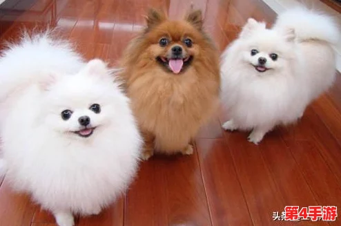 《地下城与勇士》高效刷宠攻略：揭秘哪些隐藏地图宠物掉落率飙升！