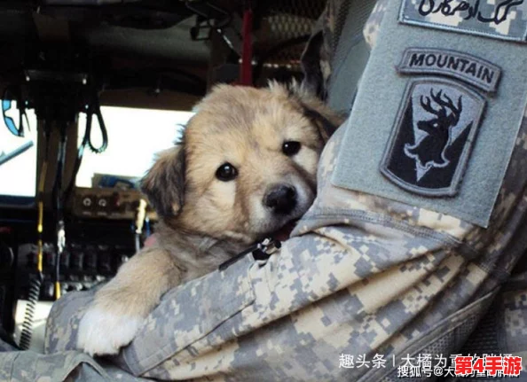 张警犬9分10秒头撞玻璃夸克,展现了动物在紧急情况下的反应能力与训练的重要性,引发对警犬工作的深思 张警犬9分10秒头撞玻璃夸克,展现了动物在紧急情况下的反应能力与训练的重要性,引发对警犬工作的深思