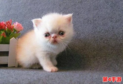 精选猫咪养成攻略：汤猫辅助技能搭配与优选策略指南