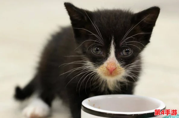 精选猫咪养成攻略：汤猫辅助技能搭配与优选策略指南