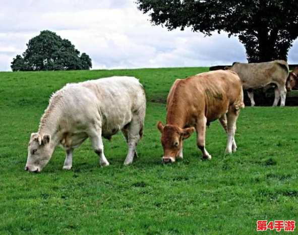 老牛嫩草一三产品是杂牌子吗?揭秘真相及市场表现 老牛嫩草一三产品是杂牌子吗?揭秘真相及市场表现