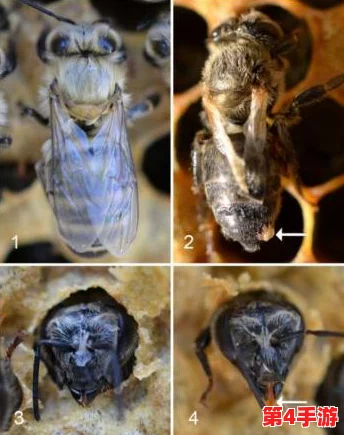 铜铜铜铜铜好深板有病毒吗？对这一问题的深入分析与探讨，旨在揭示潜在风险及其影响