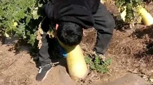 光腿拔萝卜:网友热议“这标题太有趣了,真想看看是怎么回事!” 光腿拔萝卜:网友热议“这标题太有趣了,真想看看是怎么回事!”