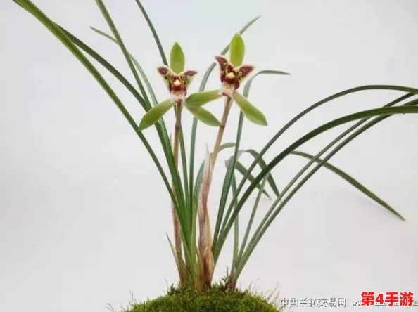 《我的世界》游戏中如何禁用生物破坏功能及其对应指令详解 《我的世界》游戏中如何禁用生物破坏功能及其对应指令详解