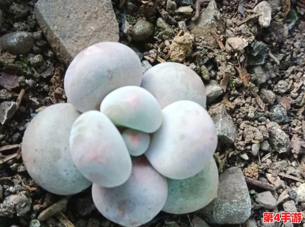 星露谷物语游戏中水壶缺水应急处理与高效补水技巧全攻略