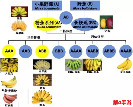 理解麻豆精产一二三产区香蕉的独特优势与市场潜力分析