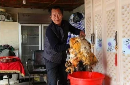 探索灵芝千年传说：真实生命力揭秘，今日科学解答——并非真能存活千载之谜