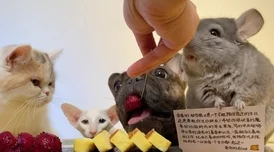 柚子猫糖心lvog：用户评价称其口感独特，甜而不腻，深受大家喜爱！