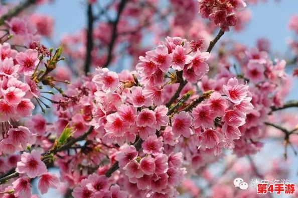 樱花官方网站imomoe暗牧:用户评价揭示了游戏的魅力与不足,玩家们热议体验感受! 樱花官方网站imomoe暗牧:用户评价揭示了游戏的魅力与不足,玩家们热议体验感受!