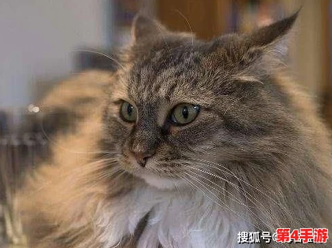tom最新地域网名入口在哪？了解如何快速找到你喜欢的网名入口，轻松畅游网络世界！