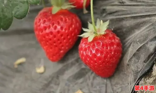 草莓污污污：揭示草莓种植过程中隐藏的农药残留问题，引发消费者关注与讨论