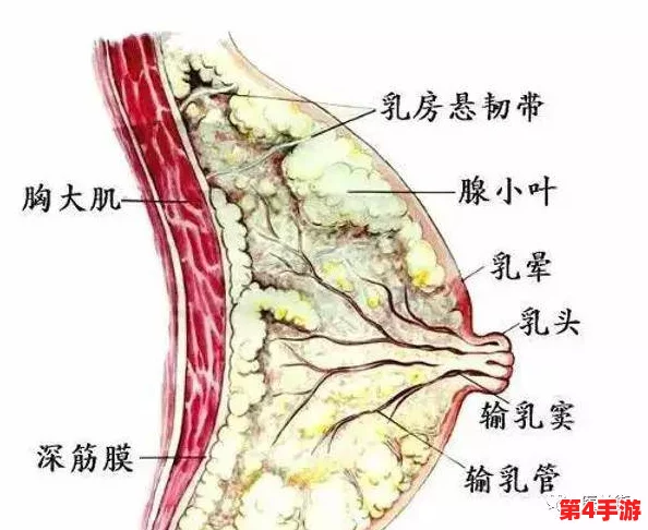 丰满的乳房伦理细节:社会对女性身体形象的多元解读与文化影响分析 丰满的乳房伦理细节:社会对女性身体形象的多元解读与文化影响分析
