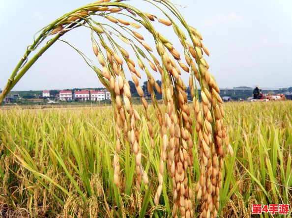 《我的世界》中高效种植土地的全面指南：从选地到丰收的实用技巧与策略