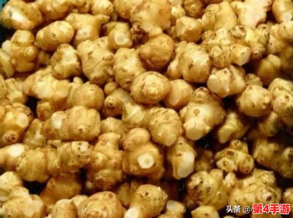 调菊花眼再放生姜，传统中医如何通过食疗改善视力与健康的有效方法解析