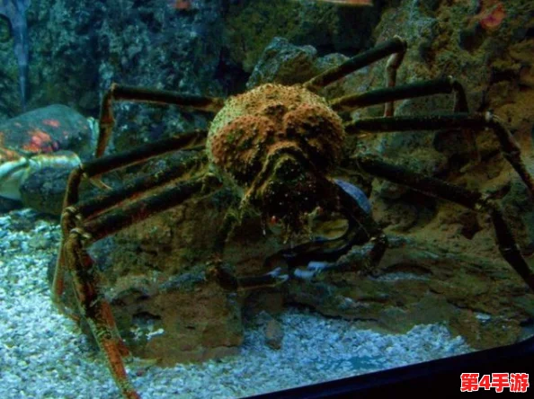 方舟迷失岛探秘：揭秘独特生态，遇见前所未见的特色奇异生物群落