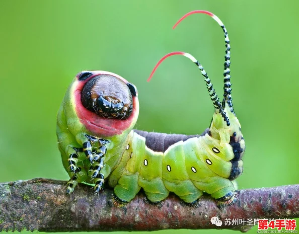 他的舌头探进蜜源毛毛虫说：生物互动的奥秘与启示