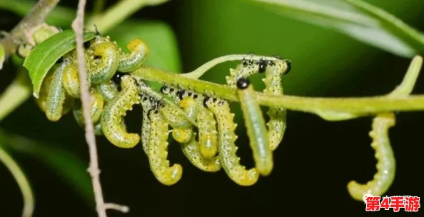 他的舌头探进蜜源毛毛虫说:生物互动的奥秘与启示 他的舌头探进蜜源毛毛虫说:生物互动的奥秘与启示