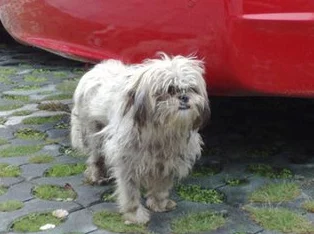 废旧工厂被流浪狗装满肚子,数十只流浪犬聚集成群引发居民关注与担忧,亟需解决这一社会问题 废旧工厂被流浪狗装满肚子,数十只流浪犬聚集成群引发居民关注与担忧,亟需解决这一社会问题
