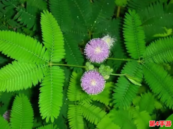 含羞草实验实验究2023:一探究竟,细水长流的科学魅力与自然奥秘 含羞草实验实验究2023:一探究竟,细水长流的科学魅力与自然奥秘