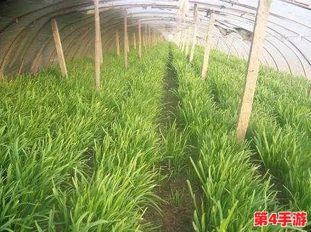 草莓丝瓜深夜释放自己的歌词含义和作用,竟然暗藏歌手与神秘恋情的八卦消息,引发粉丝热议! 草莓丝瓜深夜释放自己的歌词含义和作用,竟然暗藏歌手与神秘恋情的八卦消息,引发粉丝热议!