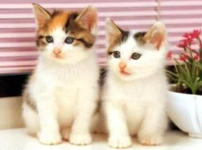 猫咪mv最新地域网名怎么取：创意灵感与热门趋势的全面分析与推荐