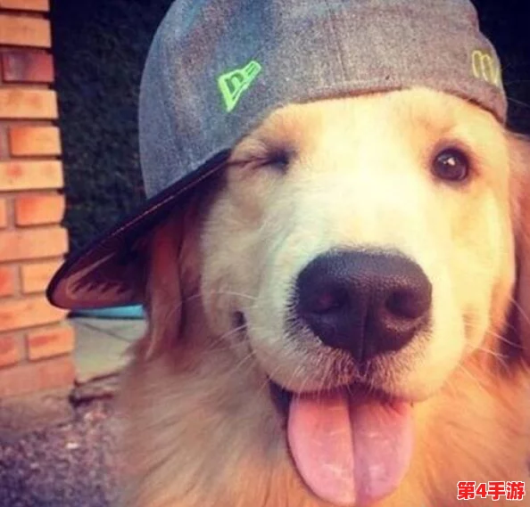 人狗胶配方大全狗狗一天吃多少？了解不同犬种的营养需求与喂食建议，确保爱犬健康成长！