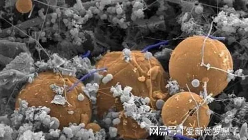 黑暗蘑菇17c最新进展:科学家发现其独特生长环境与潜在应用价值引发广泛关注 黑暗蘑菇17c最新进展:科学家发现其独特生长环境与潜在应用价值引发广泛关注