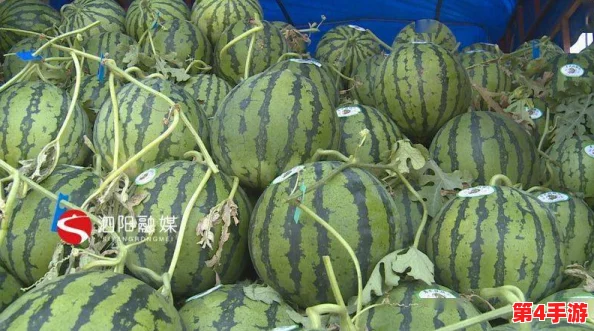 九一看瓜：全国各地秋季水果丰收，市场热销引发消费者关注与期待