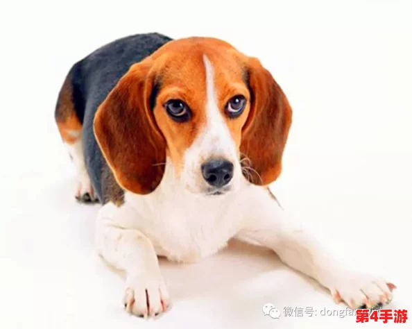日本mindup狗与普通版对比:网友热议功能差异与使用体验,究竟哪款更值得购买? 日本mindup狗与普通版对比:网友热议功能差异与使用体验,究竟哪款更值得购买?