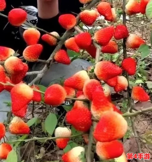 草莓视频免费:提供丰富多样的免费视频资源,涵盖娱乐、学习、生活等多个领域,让用户轻松获取所需内容 草莓视频免费:提供丰富多样的免费视频资源,涵盖娱乐、学习、生活等多个领域,让用户轻松获取所需内容