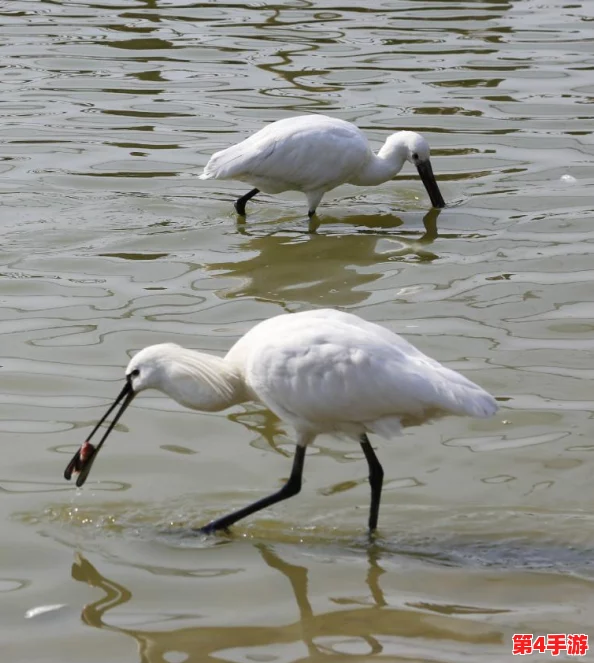 蝌蚪窝一个释放的平台：为年轻人提供展示自我、交流思想和实现梦想的空间，助力个人成长与发展