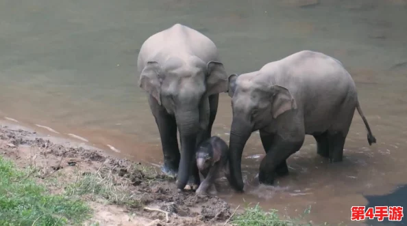 欧洲人与亚洲人的DNA对比研究：遗传多样性、迁徙历史与人群起源的综合分析