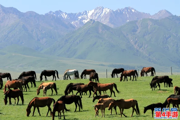 随着马儿的奔跑项弄,感受自然之美与生命活力的交融,带你领略不一样的风景与心灵体验 随着马儿的奔跑项弄,感受自然之美与生命活力的交融,带你领略不一样的风景与心灵体验
